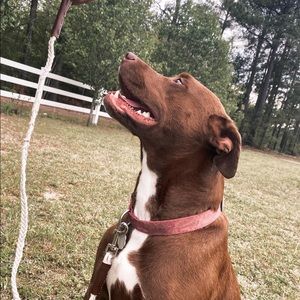 Handmade rope leash